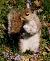 Squirrel Image