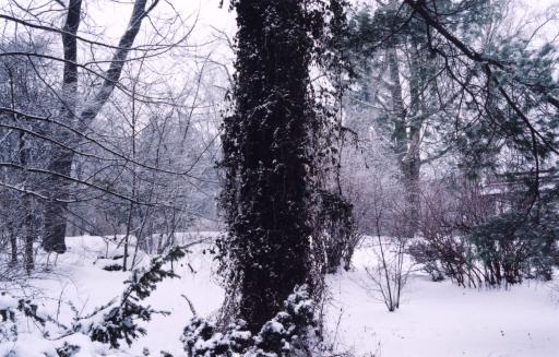 [Photo of Pine tree and leafless plants covered in snow]