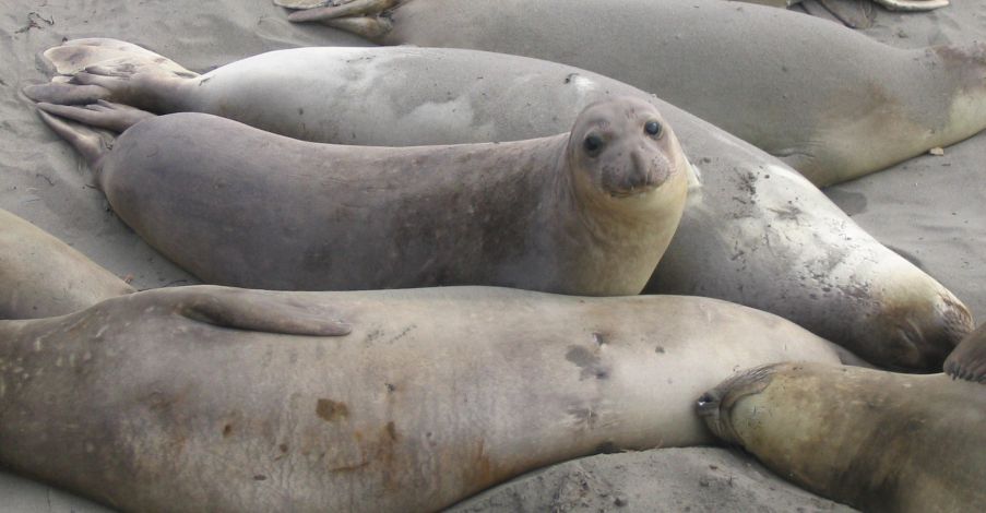 Seals at Piedras Blancas
